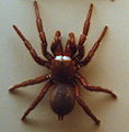 AustralianMuseum spider specimen 03.JPG