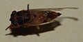 AustralianMuseum cicada specimen 04.JPG