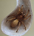 AustralianMuseum spider specimen 55.JPG