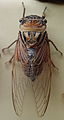 AustralianMuseum cicada specimen 35.JPG