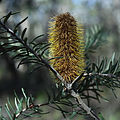 Banksia marginata, Nadgigomar Nature Reserve.jpg