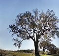 Large branching eucalypt.jpg