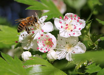 Bee on whitehorn.JPG