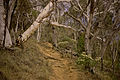 Bushland on southern Mount Majura.jpg