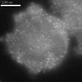 File:Imaging-the-Directed-Transport-of-Single-Engineered-RNA-Transcripts-in-Real-Time-Using-Ratiometric-pone.0085813.s005.ogv