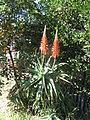 Aloe arborescens ou Babosa.jpg