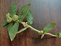 A close-up of Euphorbia spurge.JPG
