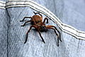 Unidentified brown spider.JPG