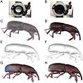 Capturing-Natural-Colour-3D-Models-of-Insects-for-Species-Discovery-and-Diagnostics-pone.0094346.g009.jpg
