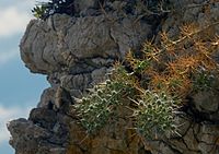 Eryngium on Rhodes island.jpg