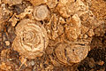 Fossil Cliff UAE -Paolo Rossetti Weekenduae.com 2012-03-23-.jpg
