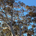 Eucalyptus mannifera canopy, Canberra ACT.JPG