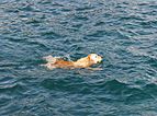 Perro nadador, Santa Cruz de Tenerife, España, 2012-12-15, DD 01.jpg
