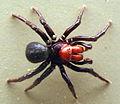 AustralianMuseum spider specimen 44.JPG