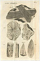 Fossils on Plate 5 of Lythophylacii Britannici Ichnographia.jpg