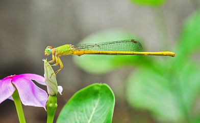 Ceriagrion coromandelianum male 26052014.jpg