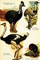 Birds of the world for young people (1909) (14745658581).jpg
