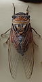 AustralianMuseum cicada specimen 49.JPG