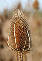 Dipsacus fullonum comb.jpg