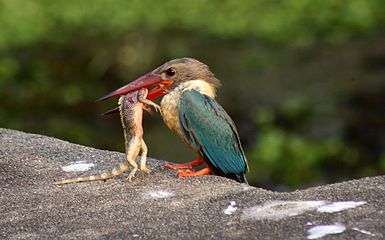 Stork-billed kingfisher with catch by Manoj Karingamadathil.jpg