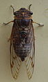 AustralianMuseum cicada specimen 19.JPG