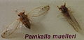 AustralianMuseum cicada specimen 44.JPG
