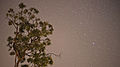 Eucalyptus tree with stars north canberra.jpg