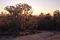 Majura Horse Trail sunset, Canberra ACT.jpg