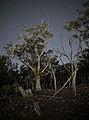 Eucalyptus Blaklyei Majura Nature Reserve.jpg