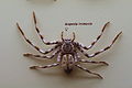 AustralianMuseum spider specimen 23.JPG