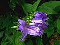 Harebell by the Eger Stream Balaton-felvidek.jpg