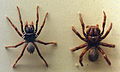 AustralianMuseum spider specimen 04.JPG