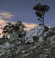 Rock and tree silhouette Canberra ACT.jpg