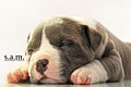 American Bully Puppy (11521248874).jpg