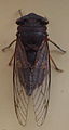 AustralianMuseum cicada specimen 08.JPG
