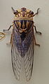AustralianMuseum cicada specimen 32.JPG