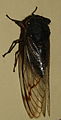 AustralianMuseum cicada specimen 57.JPG