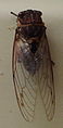 AustralianMuseum cicada specimen 38.JPG