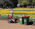 Man with pram, Floriade Canberra ACT.JPG