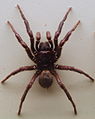 AustralianMuseum spider specimen 19.JPG