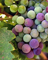 Wine grapes baja.jpg