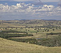 Field near Holbrook, NSW in summer.jpg