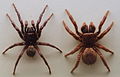 AustralianMuseum spider specimen 18.JPG