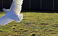 Cockatoo action shot, Canberra ACT.JPG