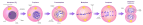 Mitosis Stages.svg