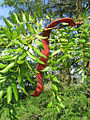 Gleditsia triacanthos seed pod.jpg