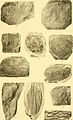 Contribution à la carte géologique de l'Indo-Chine. Paléontologie (1908) (20676217352).jpg