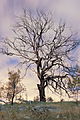 Tree silhouette 2 Canberra ACT.JPG