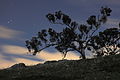 Tree silhouette 3 Canberra ACT.JPG