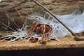 AustralianMuseum spider specimen 21.JPG